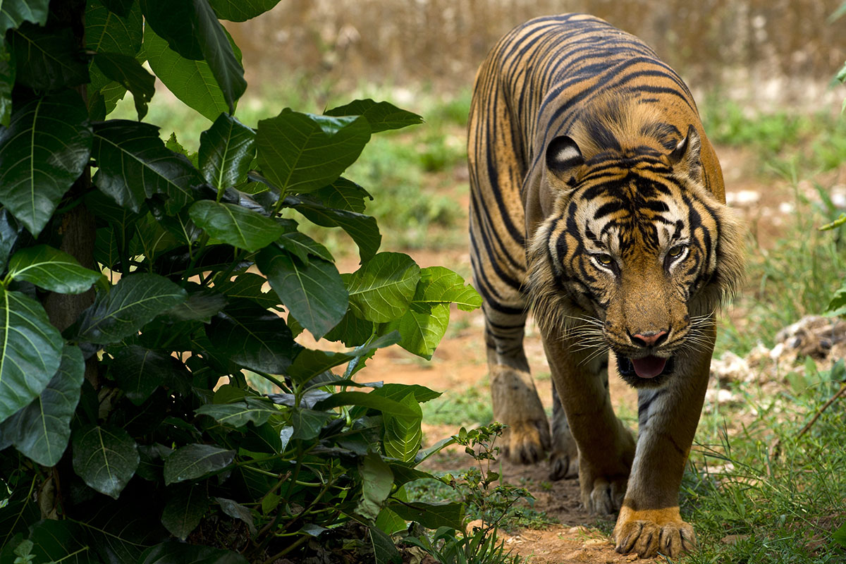 Indonesia’s deforestation is driving Sumatran tigers to extinction